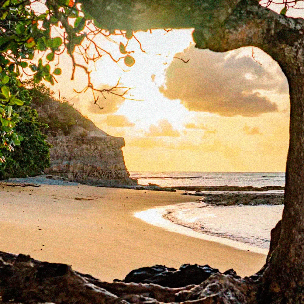 Paisagem de praia da Bahia vista entre as árvores